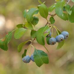 Crataegus brachyacantha Blueberry Hawthorn, Blue Hawthorn, Blue Haw seed for sale 