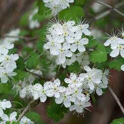 Crataegus x marshallii Parsley Hawthorn seed for sale 