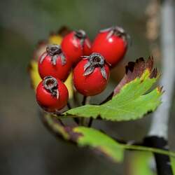 Crataegus x marshallii Parsley Hawthorn seed for sale 