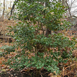 Ilex opaca    Northern American Holly, Northern American Holly seed for sale 