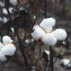 Gossypium hirsutum Upland Cotton, Mexican Cotton, American Upland Cotton, Wild Cotton seed for sale 