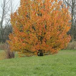 Pyrus calleryana    China Callery Pear seed for sale 