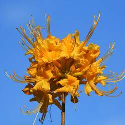 Rhododendron austrinum Orange Azalea, Florida Azalea seed for sale 