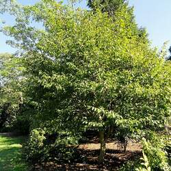 Carpinus turczaninovii Korean hornbeam seed for sale 