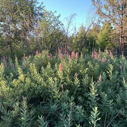 Spiraea douglasii Rose Spirea, Douglas's Spirea seed for sale 