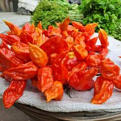 Capsicum chinense   Bhut jolokia Aji, Ghost Pepper, Bhut jolokia seed for sale 