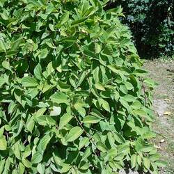 Schisandra chinensis Chinese Magnolia-vine, Chinese Magnolia Vine, Five Flavor Fruit seed for sale 