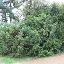 Cephalotaxus fortunei Chinese Plum Yew, Chinese Cowtail Pine, San Jian Shan seed for sale 