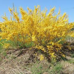 Forsythia suspensa Weeping Forsythia seed for sale 