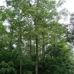 Camptotheca acuminata Camptotheca, Happy Tree, Cancer Tree, Tree Of Life seed for sale 