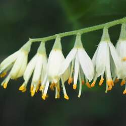 Pterostyrax corymbosus Little Epaulette Tree seed for sale 