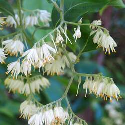 Pterostyrax corymbosus Little Epaulette Tree seed for sale 