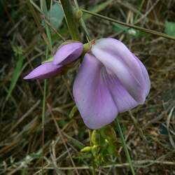 Canavalia ensiformis Wonderbean, Jack Bean, Wonder Bean, Giant Stock Bean, Horse Bean, Swordbean, Gotani Bean seed for sale 