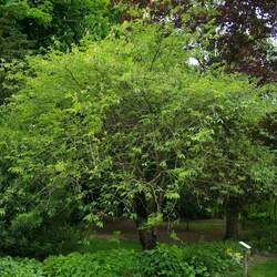 Prunus serrula Tibetan Cherry seed for sale 