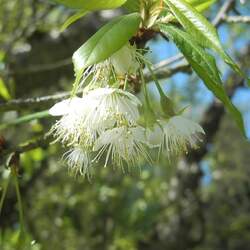 Prunus serrula Tibetan Cherry seed for sale 