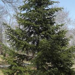 Abies bornmuelleriana Turkish Fir, Bornmuller's Fir seed for sale 