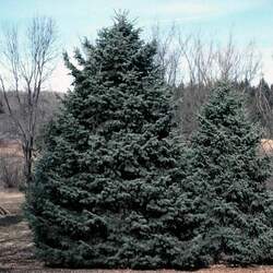 Abies concolor    AZ, Kaibab White Fir, Concolor Fir seed for sale 