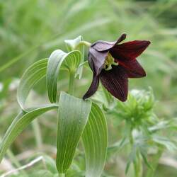 Fritillaria camschatcensis Kamchatka Fritillary, Chocolate Lily, Rice Root seed for sale 