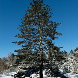 Abies homolepis Nikko Fir seed for sale 