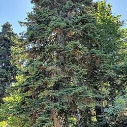 Abies numidica Algerian Fir seed for sale 