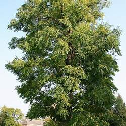 Gymnocladus dioicus Kentucky Coffeetree, Kentucky Coffee Tree seed for sale 