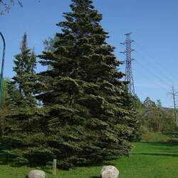 Abies veitchii Christmastree, Veitch Fir, Veitch's Silver Fir seed for sale 