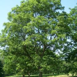 Juglans major Arizona Walnut seed for sale 