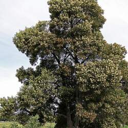 Acacia melanoxylon Blackwood, Australian Blackwood seed for sale 