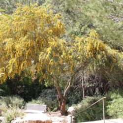 Acacia retinodes Water Wattle, Swamp Wattle, Silver Wattle seed for sale 