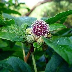 Eleutherococcus sessiliflorus Wangrangkura seed for sale 