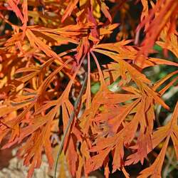 Acer japonicum   Green Cascade  dry seed Green Cascade Full Moon Maple, Green Cascade Maple, Green Cascade Downy Japanese Maple seed for sale 