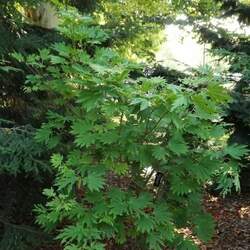 Acer japonicum   Meigetsu  dry seed Meigetsu Full-Moon Maple seed for sale 