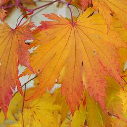 Acer japonicum   Oisami  dry seed Oisami Full Moon Maple seed for sale 