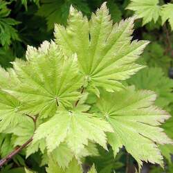 Acer japonicum   Oisami  dry seed Oisami Full Moon Maple seed for sale 