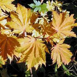 Acer japonicum   Oisami  dry seed Oisami Full Moon Maple seed for sale 