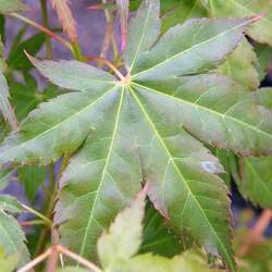 Acer palmatum amoenum  Hogyoku  fresh/green seed Hogyoku Japanese Maple seed for sale 