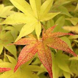 Acer palmatum amoenum  Hogyoku  fresh/green seed Hogyoku Japanese Maple seed for sale 