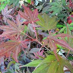 Acer palmatum amoenum  Kinran  dry seed Kinran Japanese Maple seed for sale 