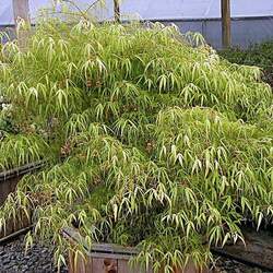 Acer palmatum amoenum  Koto-no-ito  fresh/green seed Koto-no-ito Japanese Maple seed for sale 