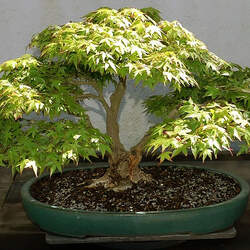 Acer palmatum amoenum  Mikawa yatsubusa  fresh/green seed Mikawa yatsubusa Japanese Maple seed for sale 