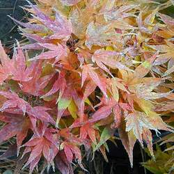 Acer palmatum amoenum  Mikawa yatsubusa  fresh/green seed Mikawa yatsubusa Japanese Maple seed for sale 