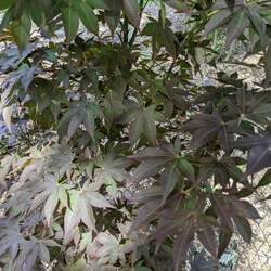 Acer palmatum amoenum  Ogon Sarasa  fresh/green seed Ogon sarasa Japanese Maple seed for sale 