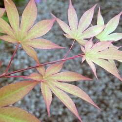 Acer palmatum amoenum  Omato  fresh/green seed Omato Japanese Maple seed for sale 