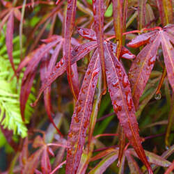 Acer palmatum amoenum  Scolopendrifolium rubrum Keiser  fresh/green seed Dwarf Red Linear-leaf Maple seed for sale 