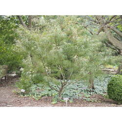 Acer palmatum      'Hubb's Red Willow' fresh/green seed Hubb's Red Willow Japanese Maple seed for sale 