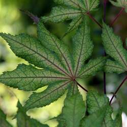 Acer palmatum matsumurae  Aka Shigitatsu Sawa  dry seed Aka Shigitatsu Sawa Japanese Maple seed for sale 