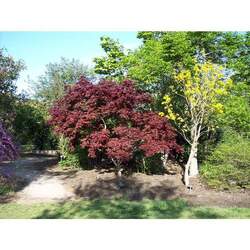 Acer palmatum matsumurae  Bloodgood  dry seed Bloodgood Japanese Maple seed for sale 