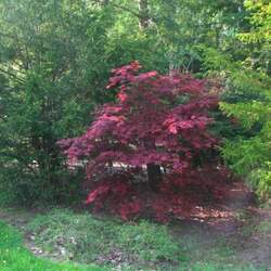 Acer palmatum matsumurae  Chitoseyama  fresh/green seed Chitoseyama Japanese Maple seed for sale 