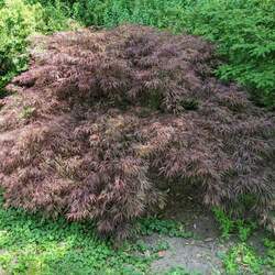 Acer palmatum matsumurae  Crimson Queen  fresh/green seed Crimson Queen Japanese Maple seed for sale 