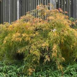 Acer palmatum matsumurae  Dissectum Viridis  fresh/green seed Green Lace-leaf Japanese Maple seed for sale 